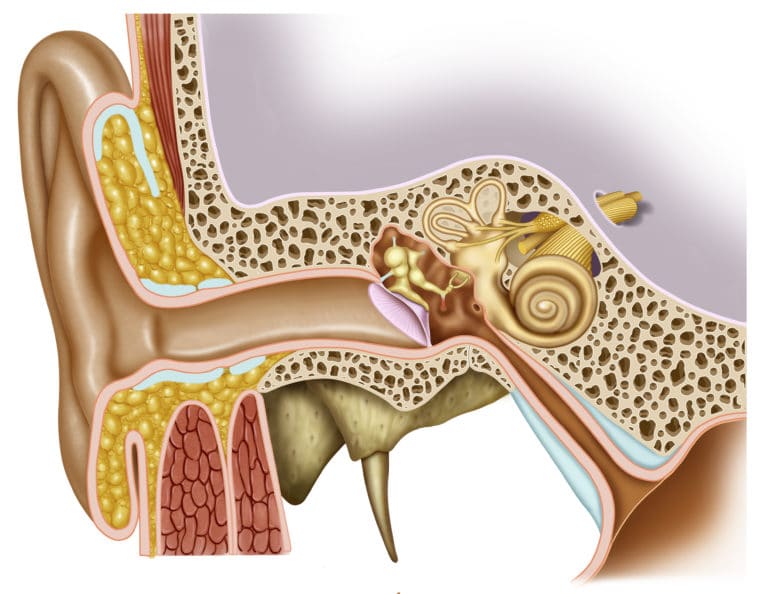 Hearing Loss Advanced Ear Nose Throat