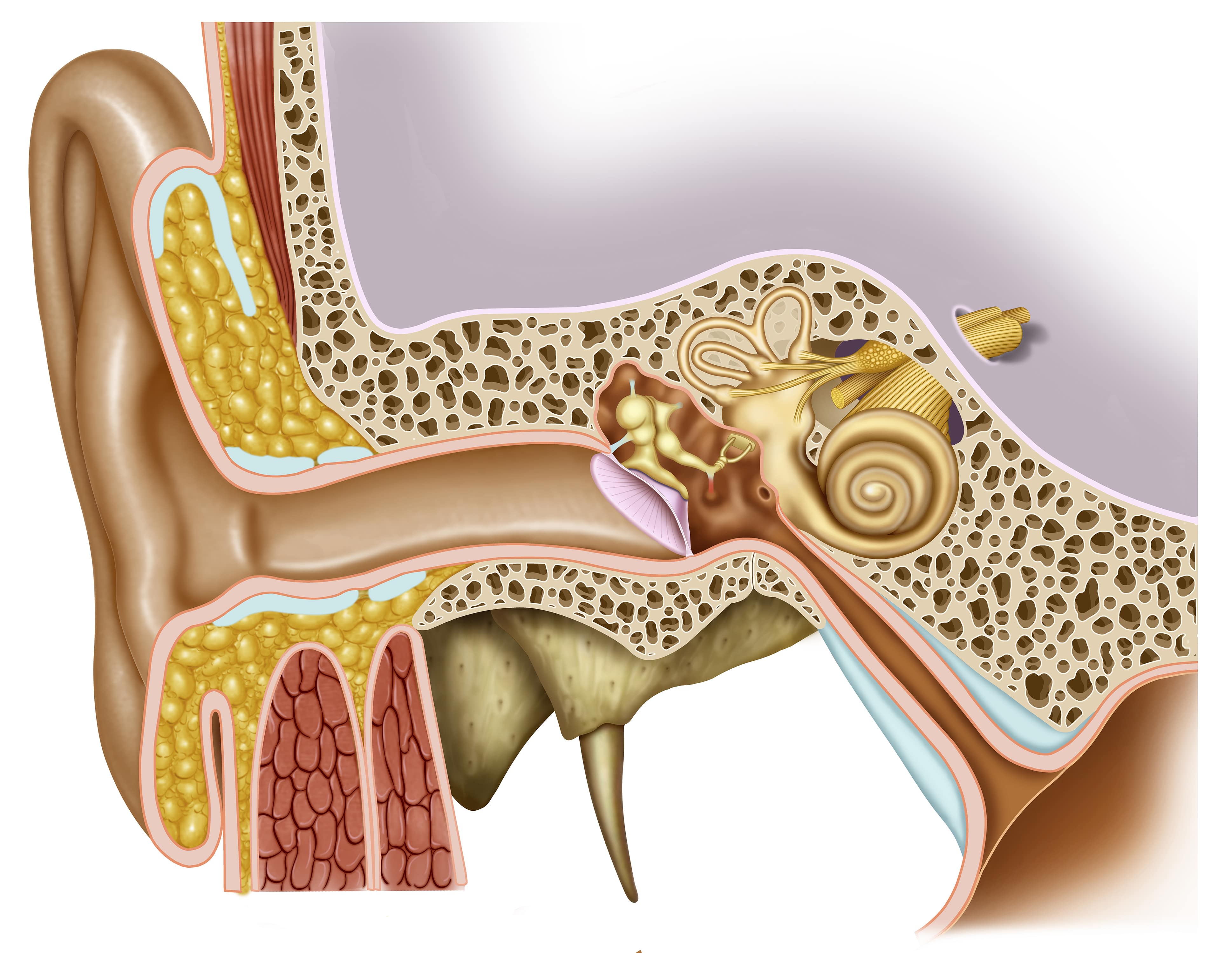 Hearing Loss - Advanced Ear, Nose & Throat